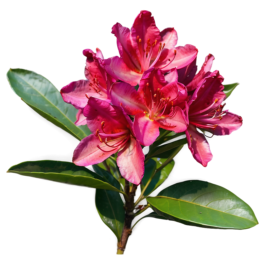 Red Rhododendron Png 06282024 PNG image