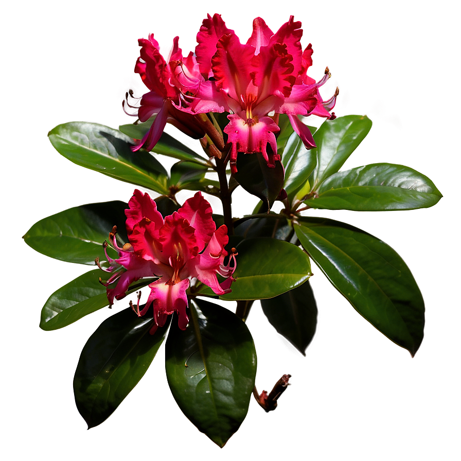 Red Rhododendron Png Geb PNG image