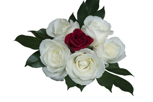 Red Rose Among White Roses PNG image