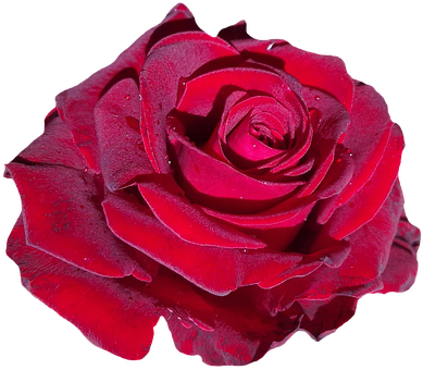 Red Rose Black Background PNG image