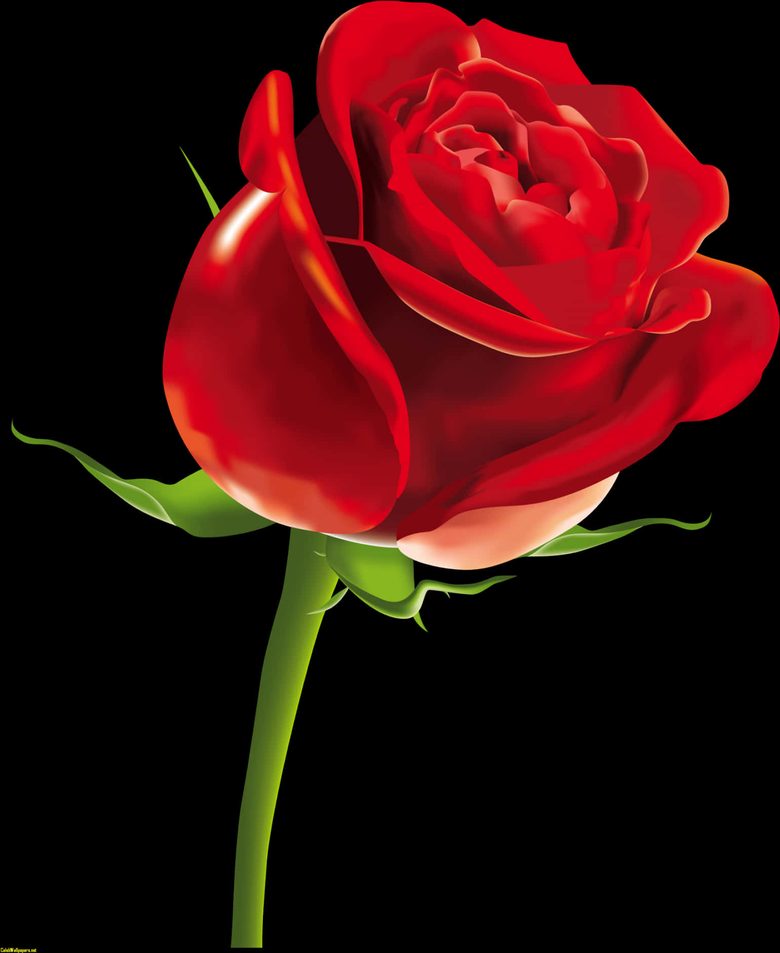 Red Rose Black Background PNG image