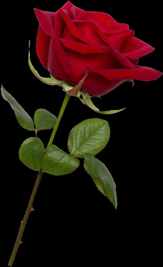 Red Rose Black Background PNG image