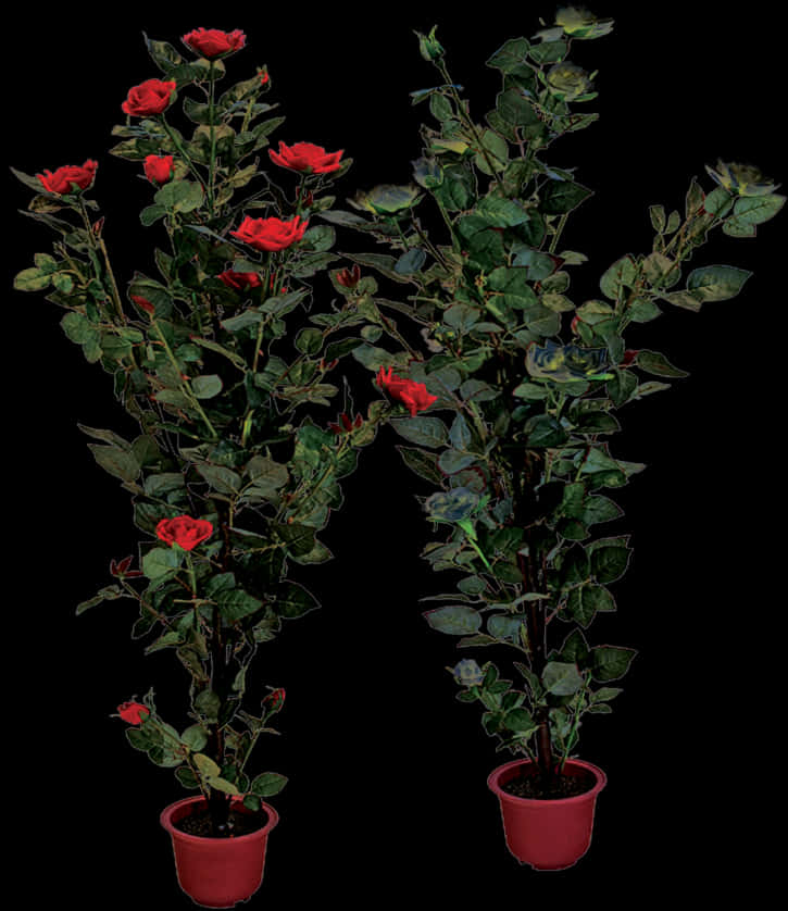 Red Rose Bushesin Pots PNG image