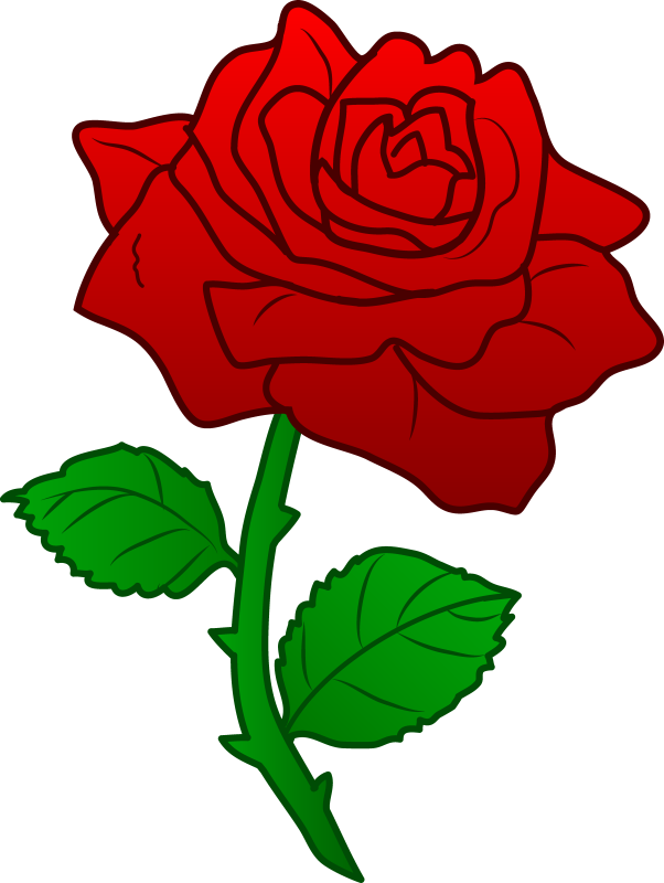 Red Rose Illustration.png PNG image