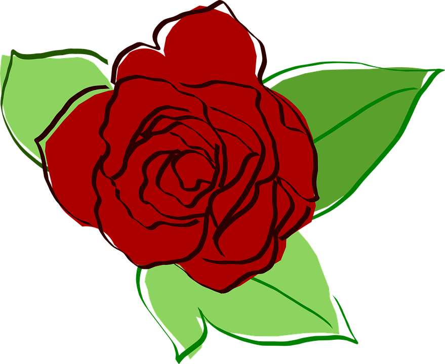 Red Rose Sketch Artwork PNG image