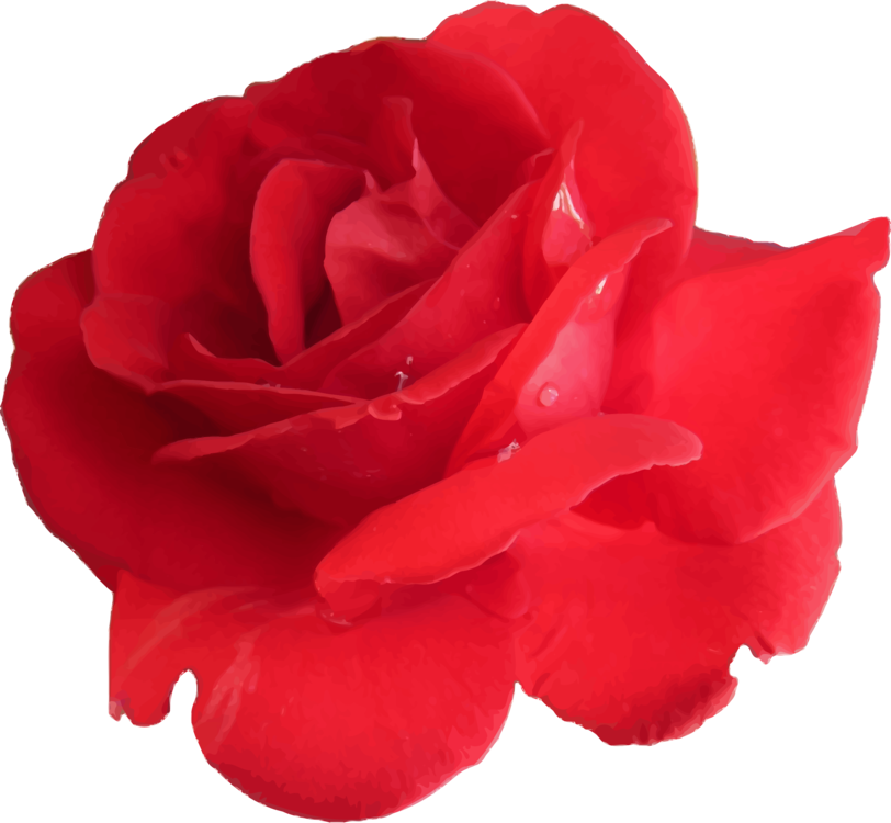 Red Rose Vector Art.png PNG image