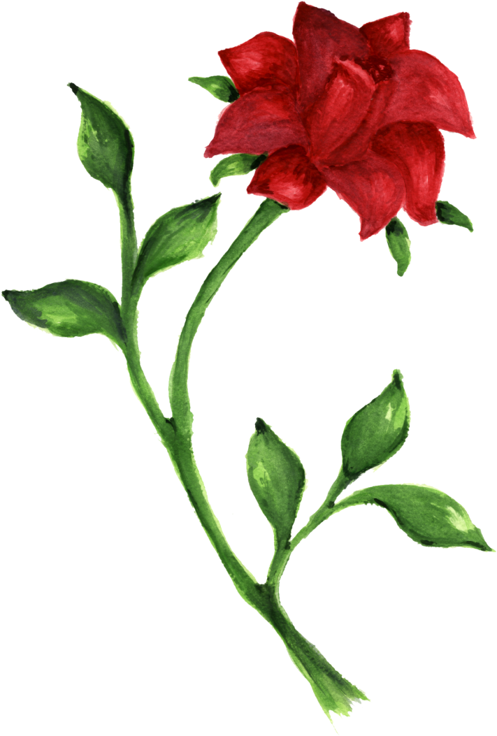 Red Rose Watercolor Artwork PNG image
