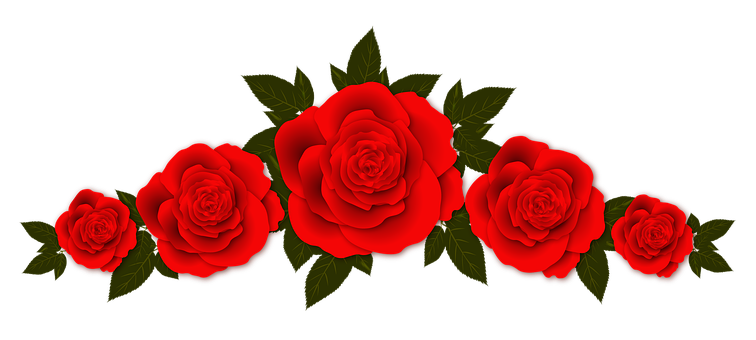 Red Roses Black Background PNG image