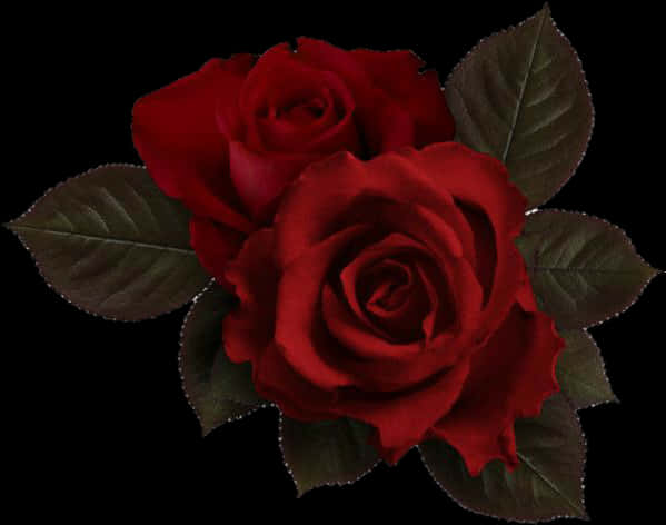 Red Roses Dark Background PNG image