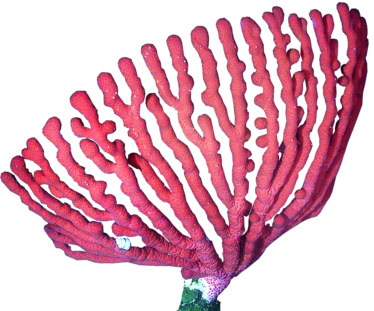 Red Sea Fan Coral PNG image