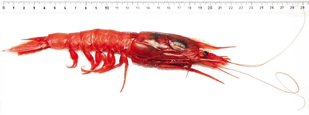 Red Shrimp Against Ruler PNG image