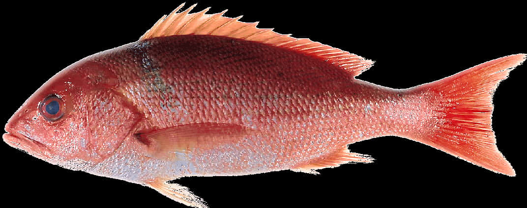 Red Snapper Fish Isolated PNG image