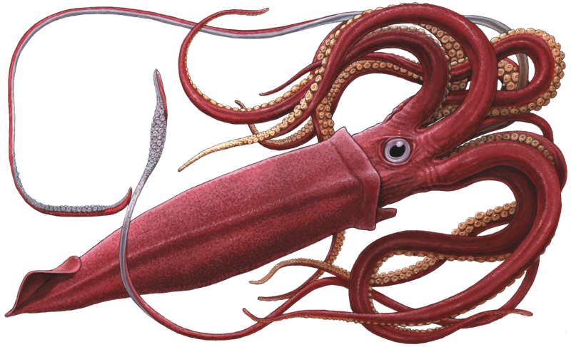 Red Squid Illustration PNG image