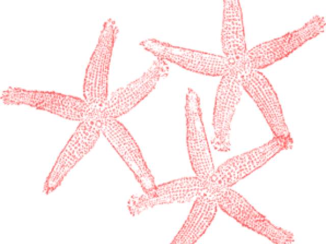 Red Starfish Clipart PNG image