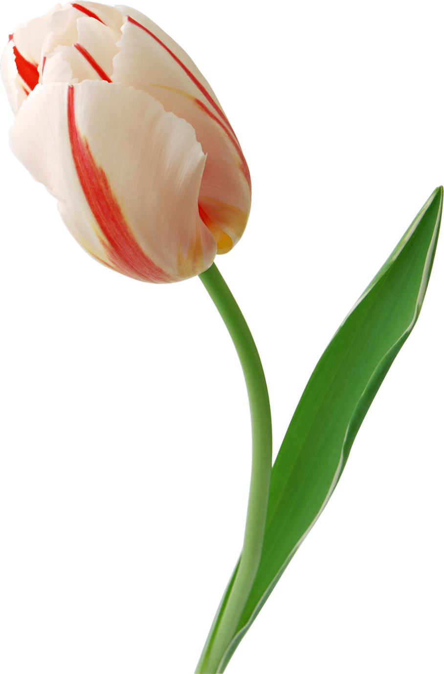 Red Striped White Tulip Single Stem PNG image