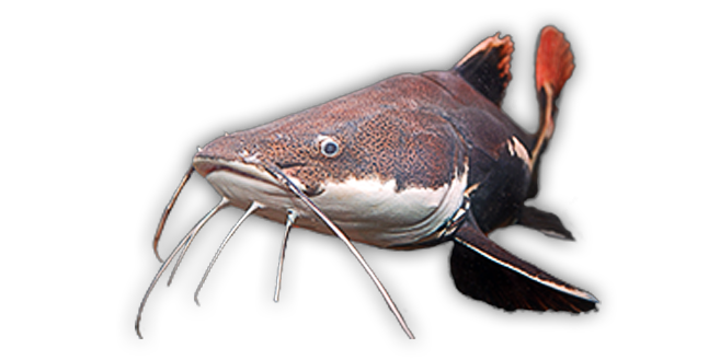 Red Tailed Catfish Aquarium Fish PNG image