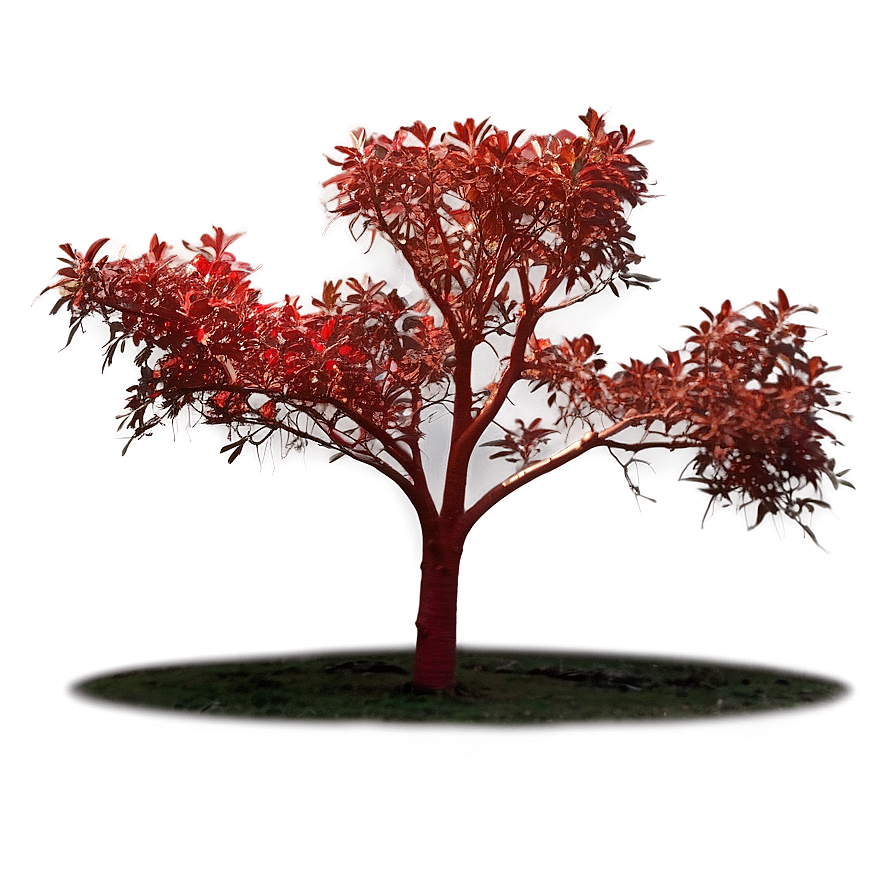 Red Tree In Golden Hour Png 76 PNG image