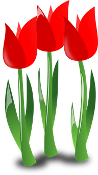 Red Tulips Vector Illustration PNG image
