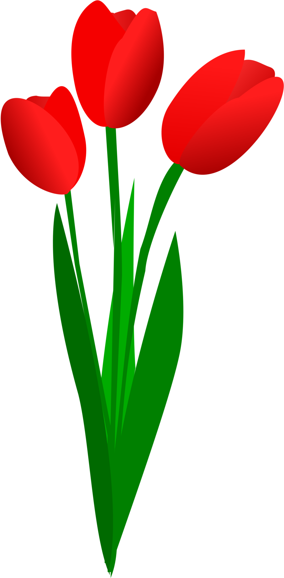 Red Tulips Vector Illustration PNG image