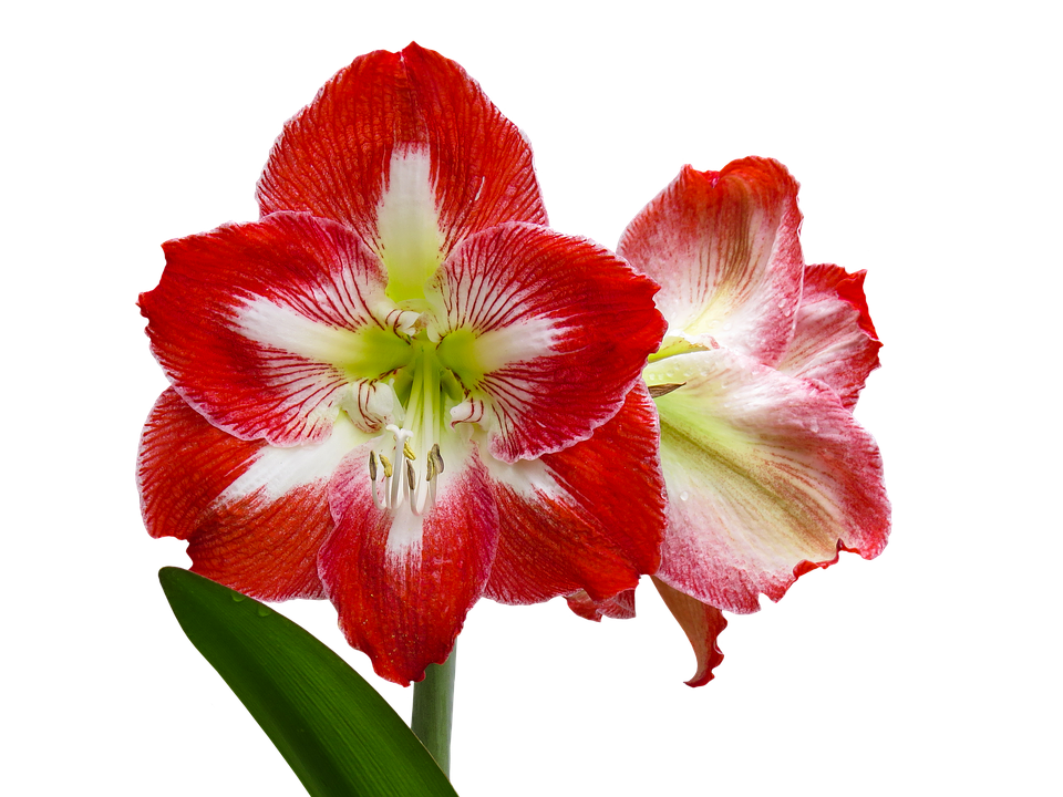 Red White Amaryllis Flower PNG image