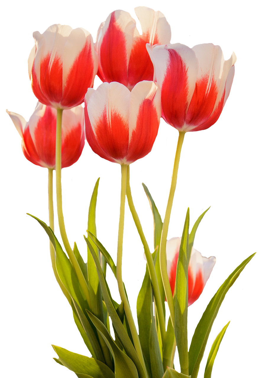 Red White Tulips Black Background.jpg PNG image