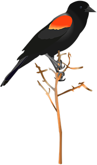 Red Winged Blackbird Illustration PNG image