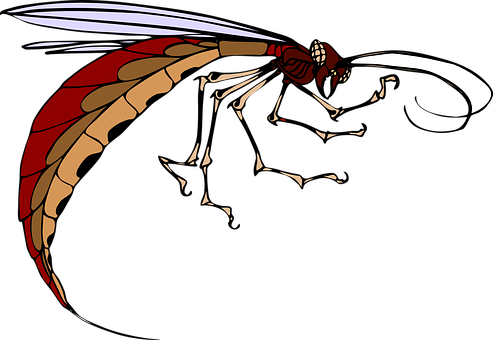 Red Winged Insect Illustration PNG image