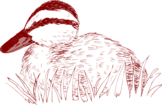 Redand Black Duck Illustration PNG image