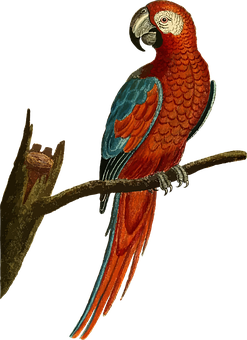 Redand Blue Macawon Branch PNG image