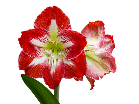 Redand White Amaryllis Flower PNG image