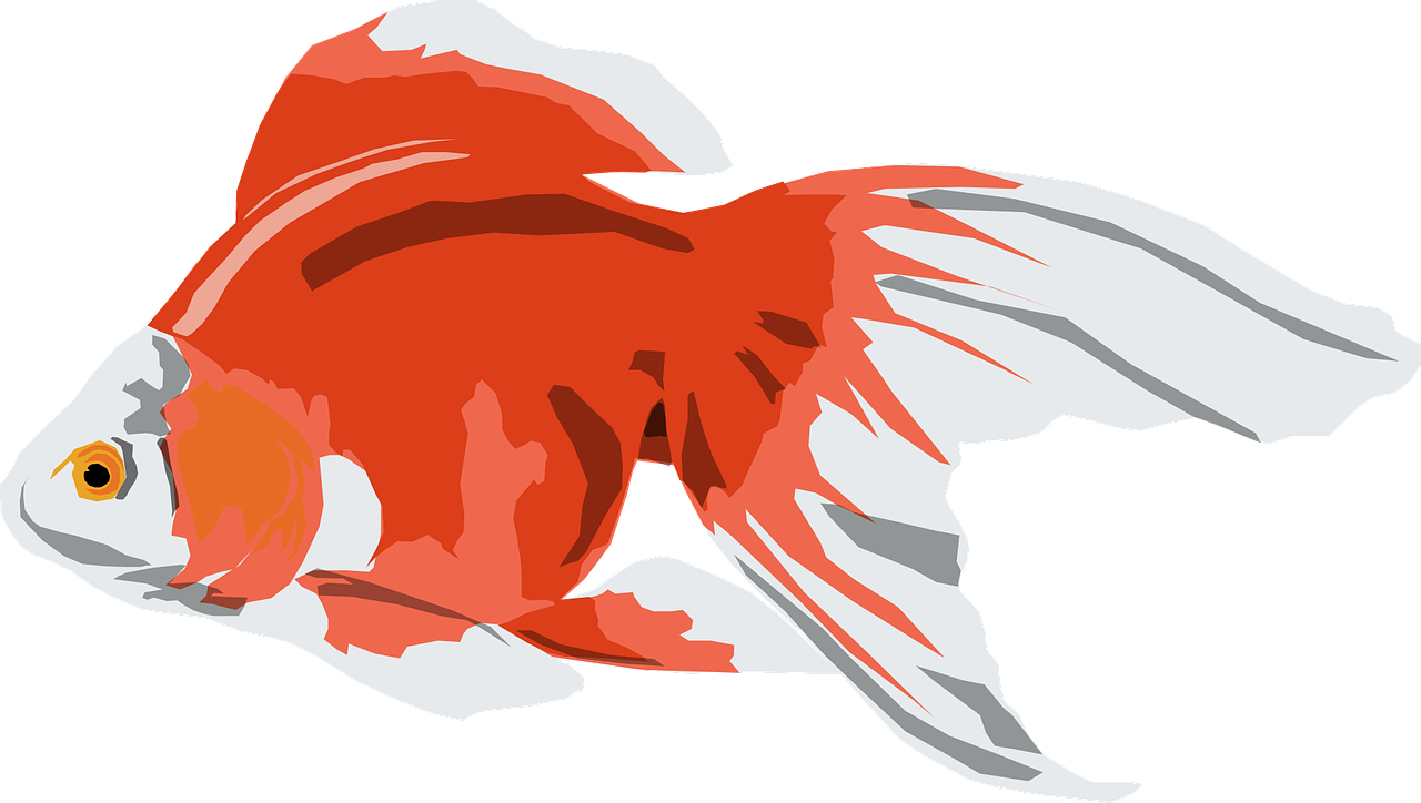 Redand White Goldfish Illustration PNG image