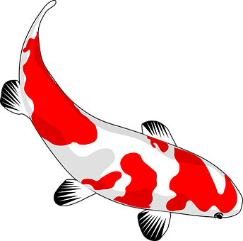 Redand White Koi Fish Illustration PNG image