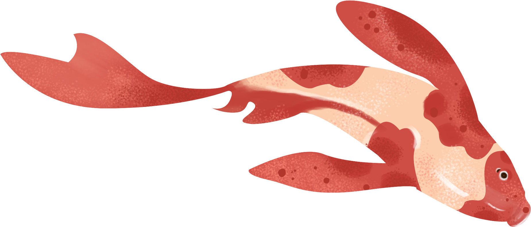 Redand White Koi Fish Illustration PNG image