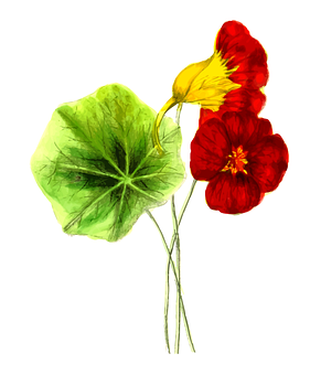 Redand Yellow Pansywith Green Leaf PNG image