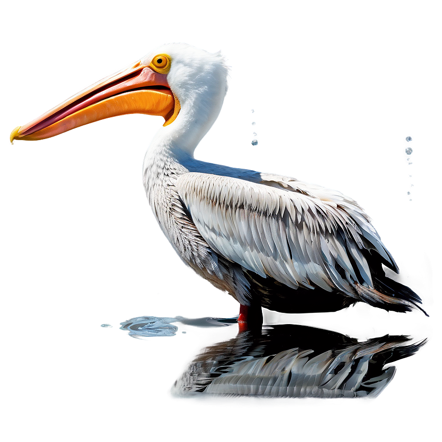 Reflective Pelican Water Png Yit PNG image