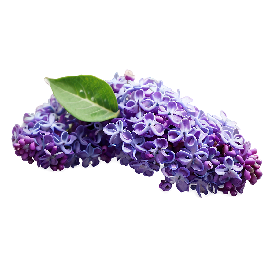 Refreshing Lilac Png 48 PNG image