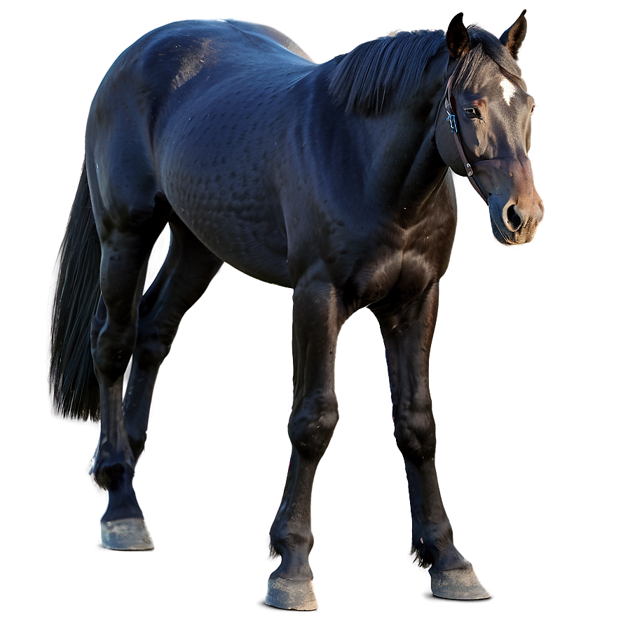 Regal Black Horse Standing Png 06262024 PNG image