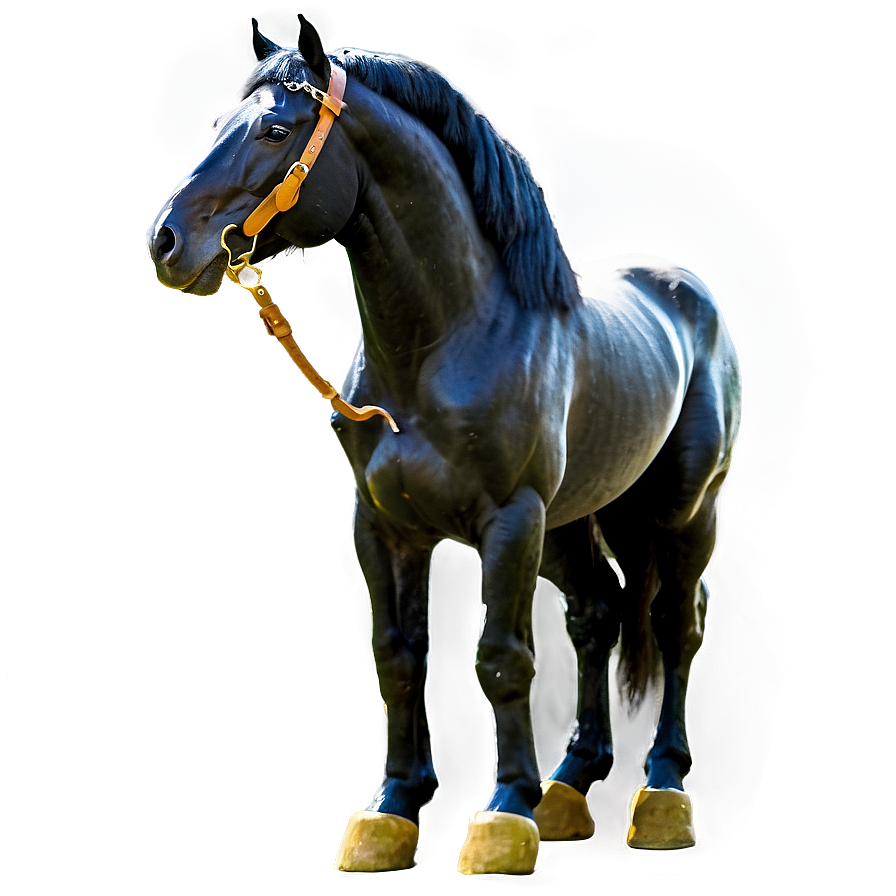 Regal Black Horse Standing Png 17 PNG image