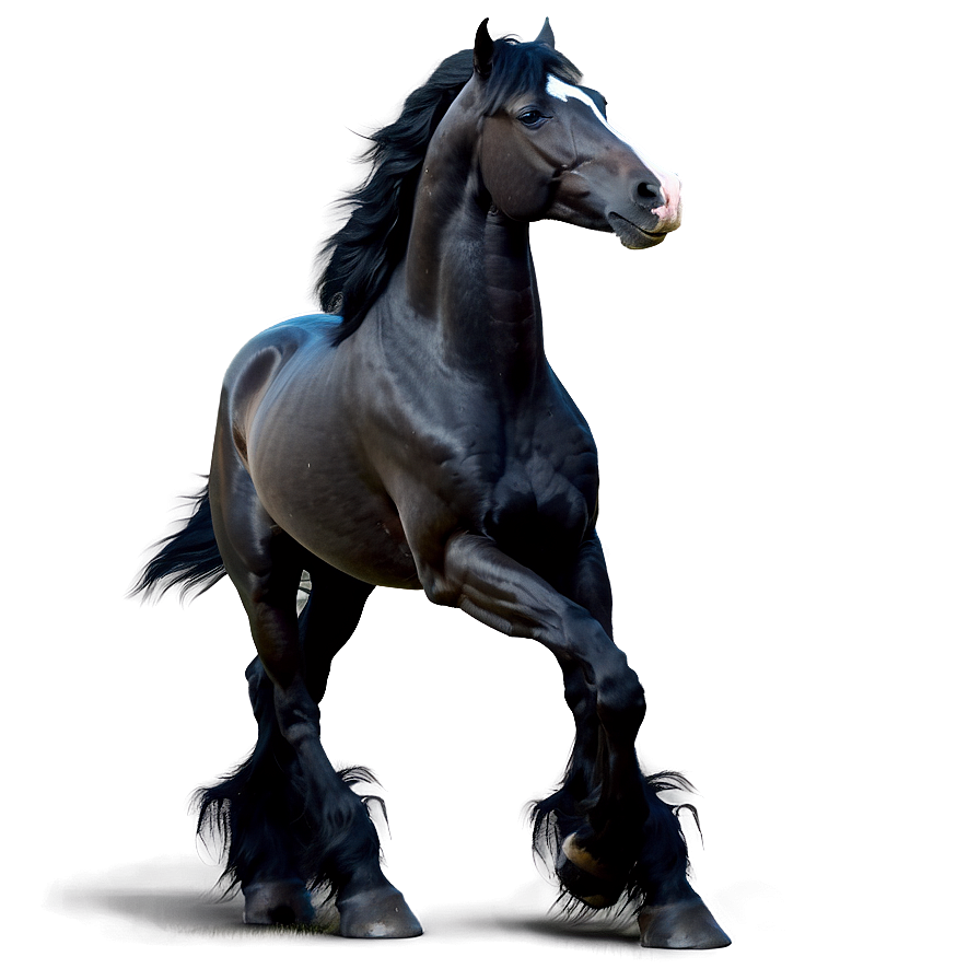 Regal Black Horse Standing Png Pou81 PNG image