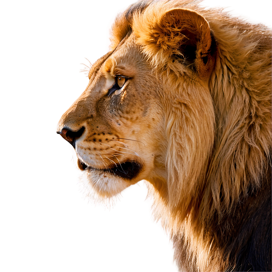 Regal Lion Profile Png Qug43 PNG image