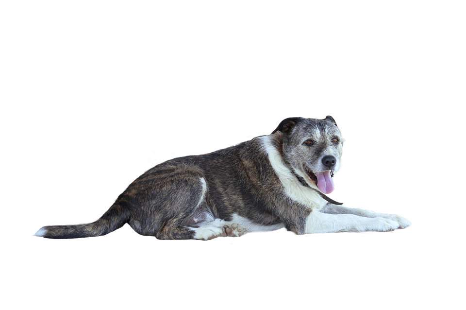 Relaxed Brindle Dog Lying Down.png PNG image