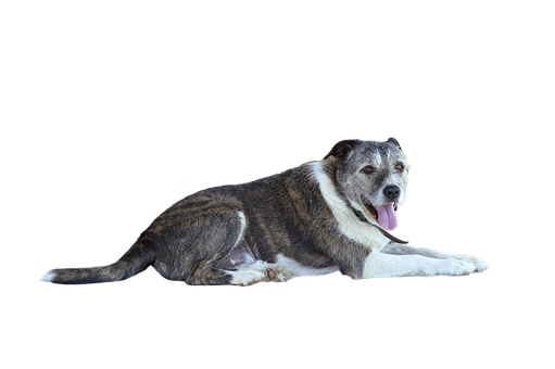 Relaxed Dog Black Background.png PNG image