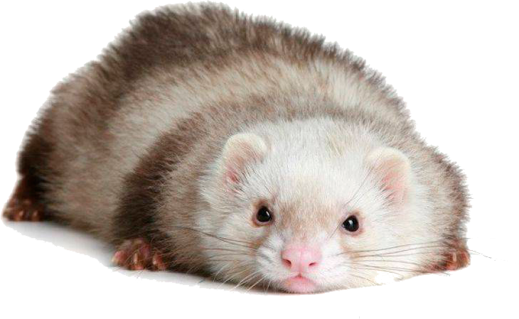 Relaxed Ferret Pose PNG image