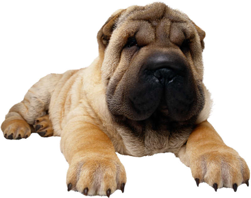 Relaxed Shar Pei Puppy PNG image