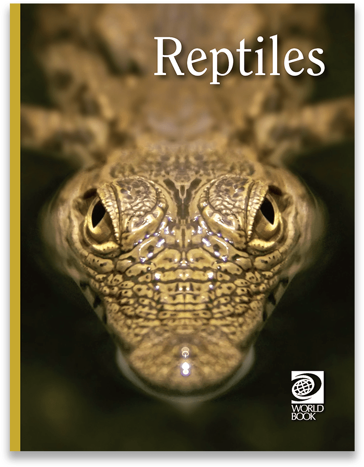 Reptile Gaze Cover Image PNG image