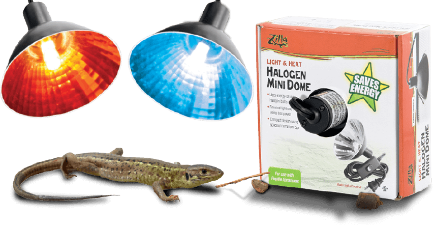 Reptile Heating Lampsand Gecko PNG image