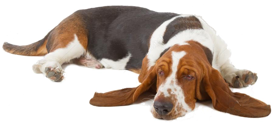 Resting Basset Hound Dog.png PNG image