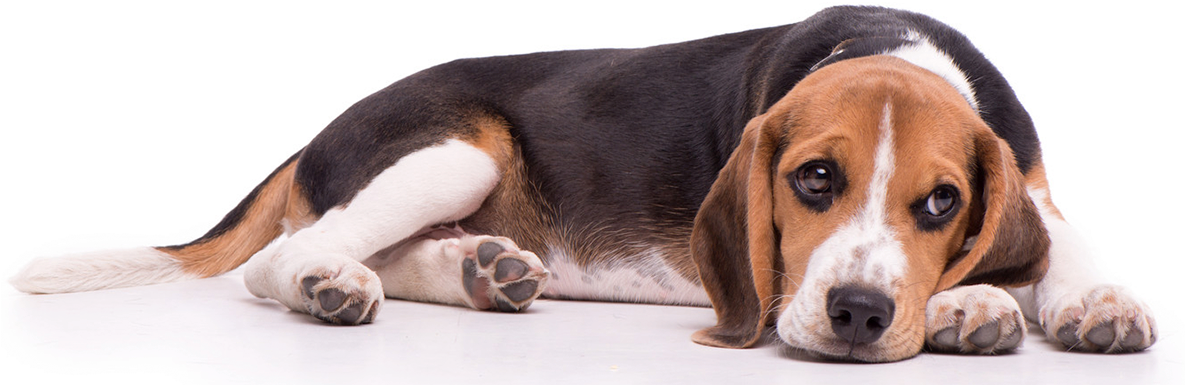 Resting Beagle Artistic Filter PNG image