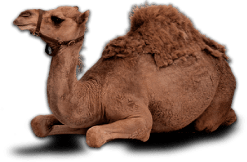 Resting Camel Transparent Background.png PNG image