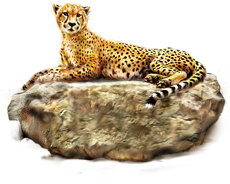 Resting Cheetahon Rock PNG image